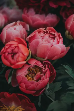 富贵牡丹花高清图片_1