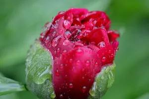 雨后牡丹花苞图片_1