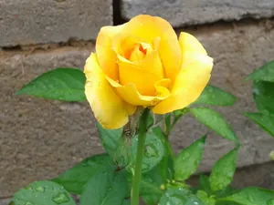 黄色雨后牡丹花图片