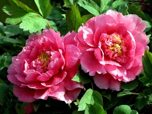 艳丽牡丹花图片_1