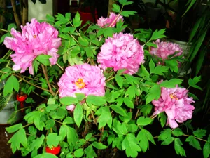 牡丹花盆景图片_1