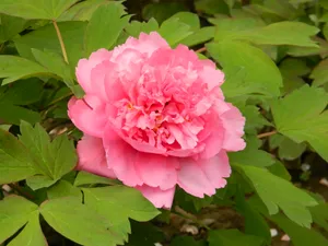 盆栽牡丹花图片