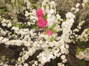 牡丹花的图片