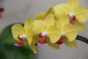 黄色蝴蝶兰鲜花图片第1张