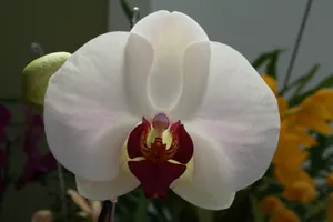 白色蝴蝶兰鲜花图片第1张