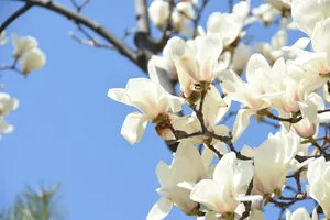 白玉兰开花图片第1张