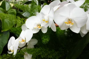 白色蝴蝶兰花朵图片第1张
