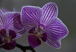 紫色蝴蝶兰鲜花图片第1张