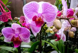 紫色兰花鲜花图片_1