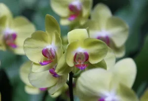 名贵兰花品种图片