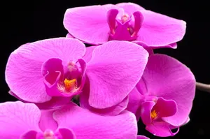 玫红色兰花图片第1张