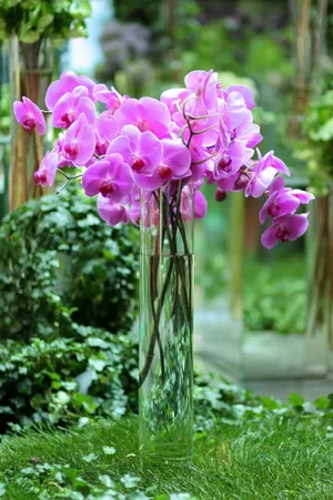 插花兰花图片
