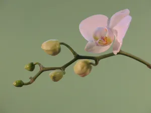 浅色兰花背景图片第1张