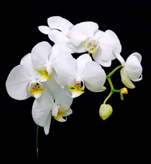 白兰花图片第1张