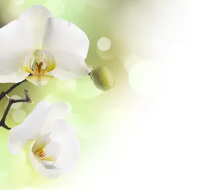 洁白兰花图片