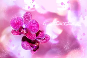 梦幻兰花图片第1张