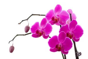 幽香兰花图片