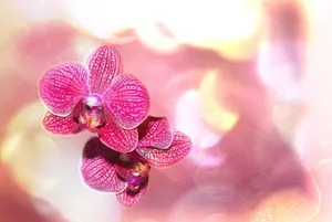 高清唯美兰花图片第1张