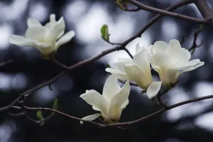 白色玉兰花图片下载第1张