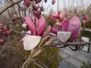 玉兰花图片第1张