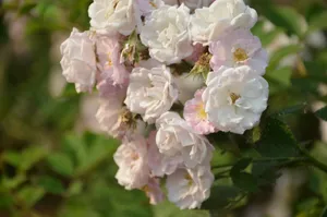 蔷薇花图片第1张