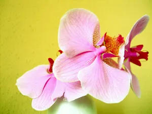 唯美兰花高清图片第1张