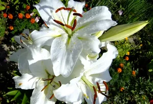 白色百合花特写图片_1