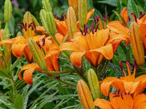 雨后绽放百合花图片_1