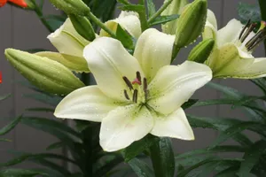 雨后百合花开图片_1
