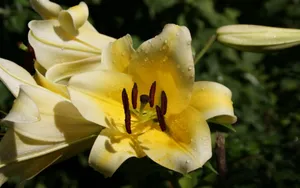 清晨黄色百合花图片_1