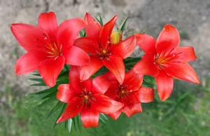 盛开红色百合花图片_1
