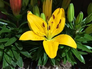 黄色百合开花图片_1
