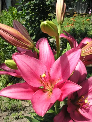 艳丽百合花朵图片_1