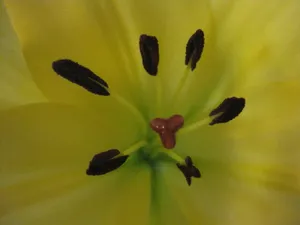 黄色百合花微距摄影_1