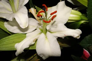 高清白百合花特写图片