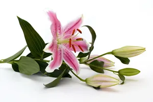一枝粉色百合花图片