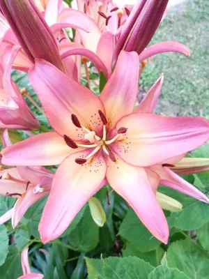 娇嫩粉色百合花图片