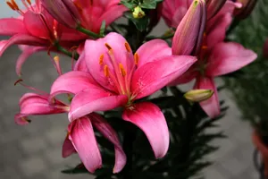 红百合花图片_1