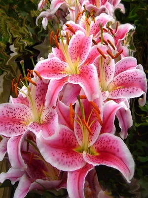 粉百合花图片_1