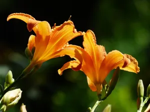 关于百合花的图片_1