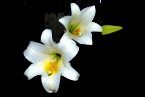 香水百合花图片_1