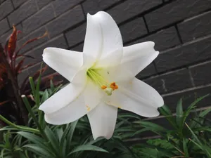 白色百合花图片_1