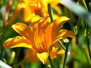 黄色百合花图片下载