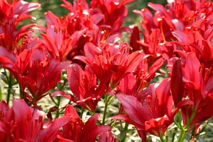 红色百合花图片_1