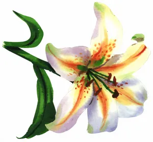 高清彩绘百合花图片_1