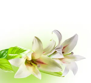 漂亮百合花高清图片