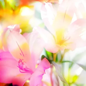 清新百合鲜花图片