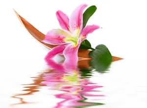 水中百合花图片素材_1