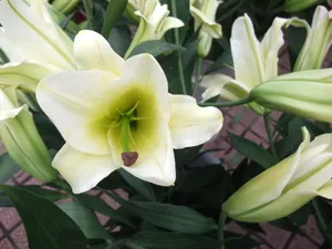 白色的百合花图片