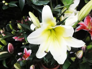 高清百合花特写图片_1